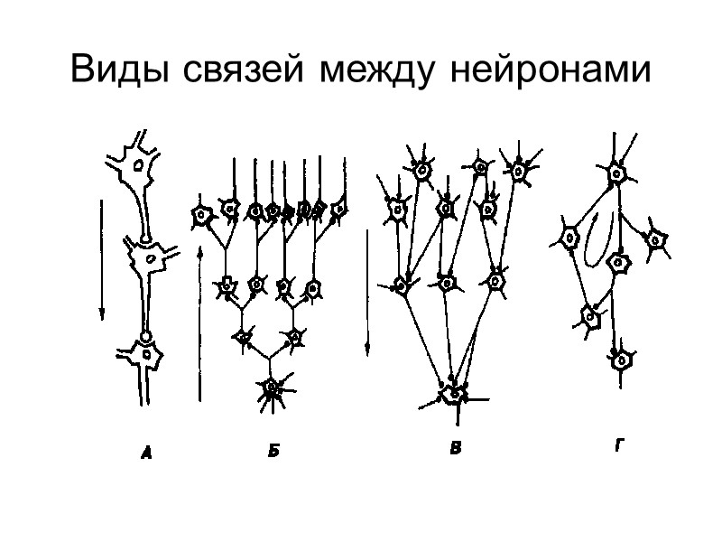 Виды связей между нейронами